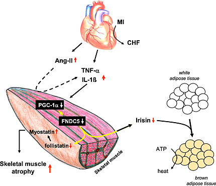 image_njcsm12006-fig-0006